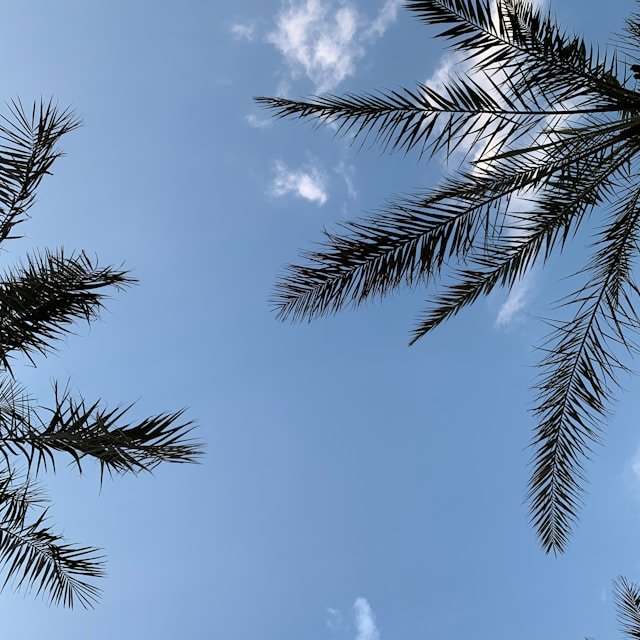 palmier sous le ciel bleu au brésil