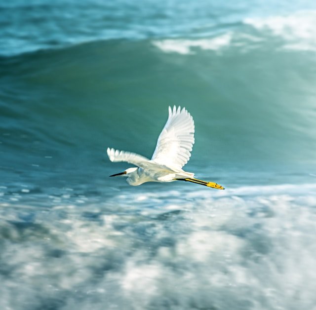 oiseau sur la mer au brésil